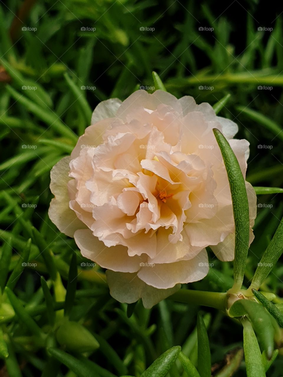 the portulaca grandiflora