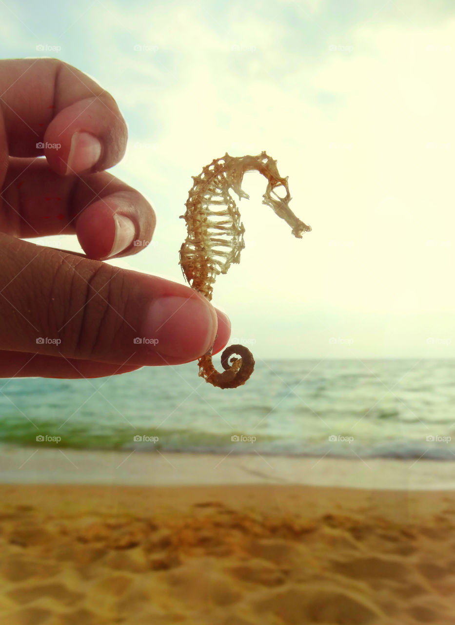 Seahorse