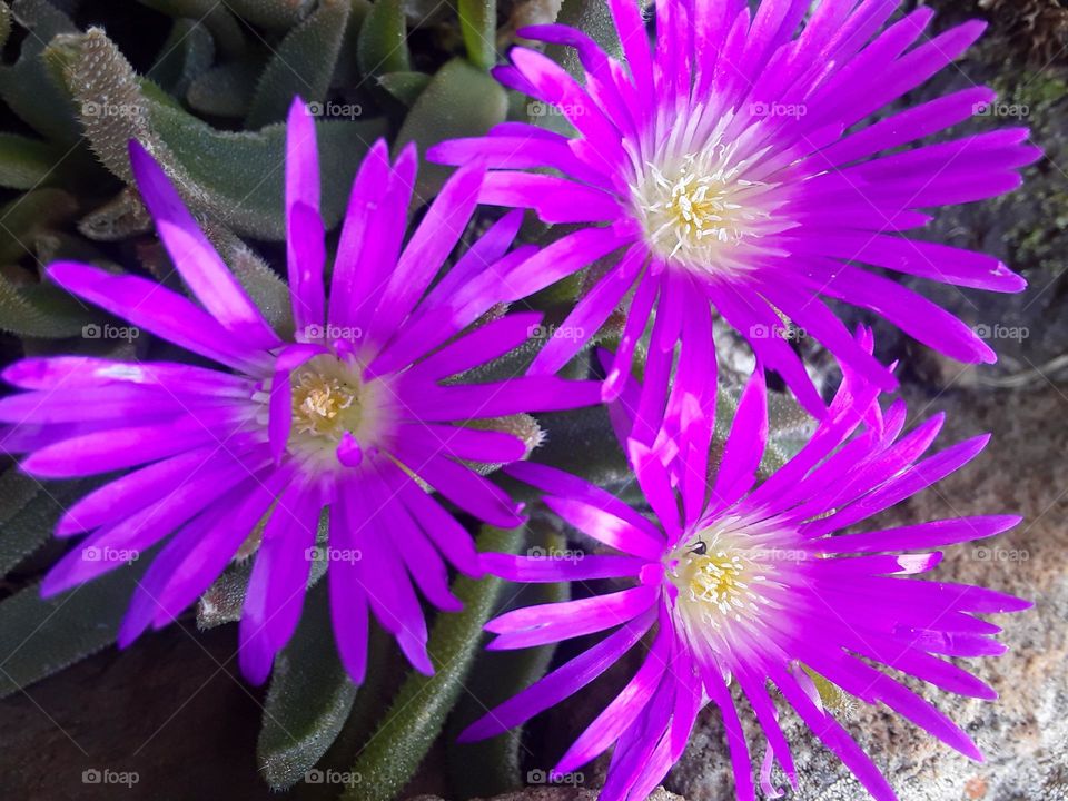 A beautiful display of a purple wild plant at summertime near the mountain