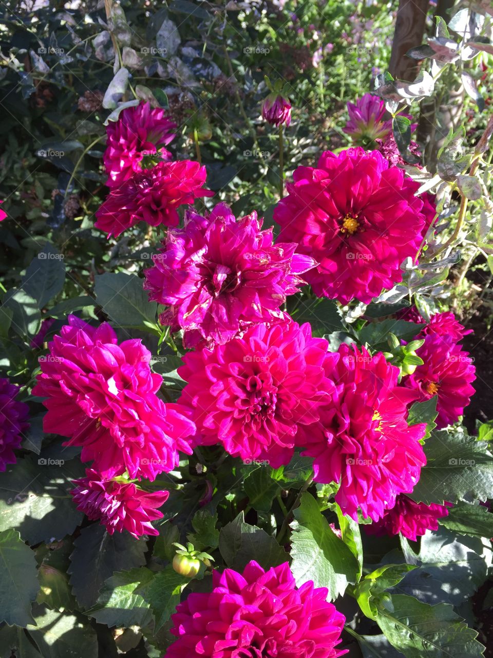 Flowers at Solliden in Öland Sweden 