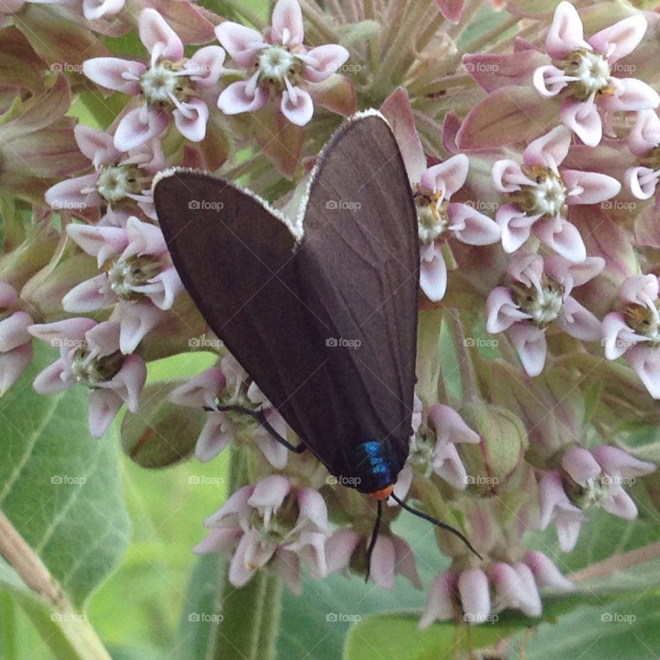 flower blue orange wing by miowan