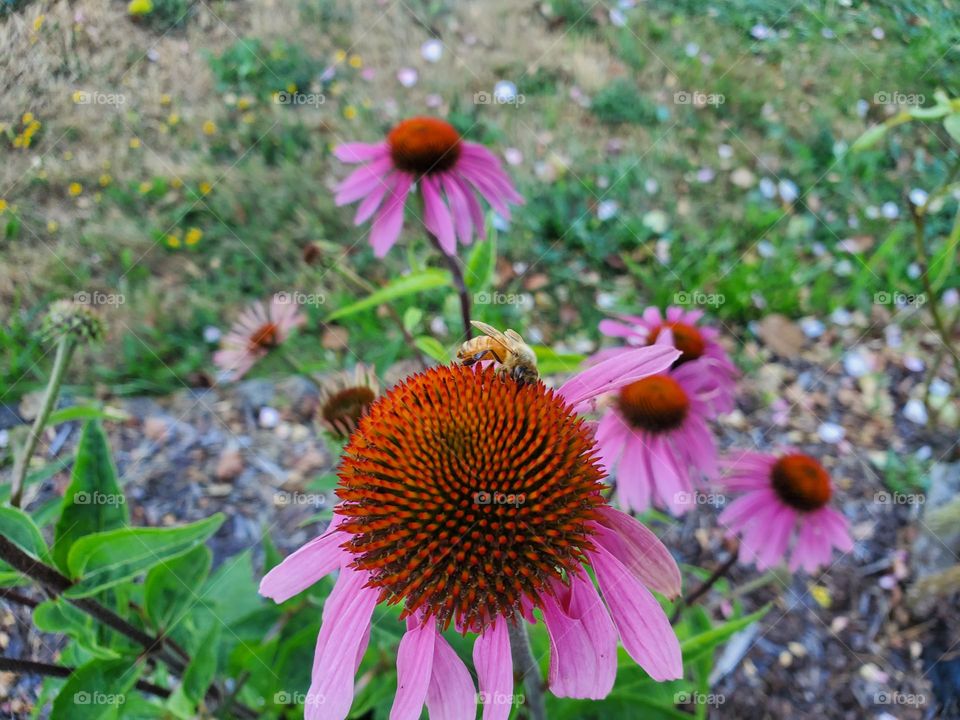 honeybee hard at work