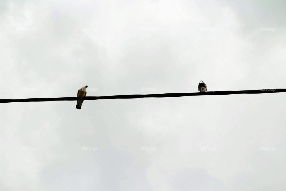 birds on string