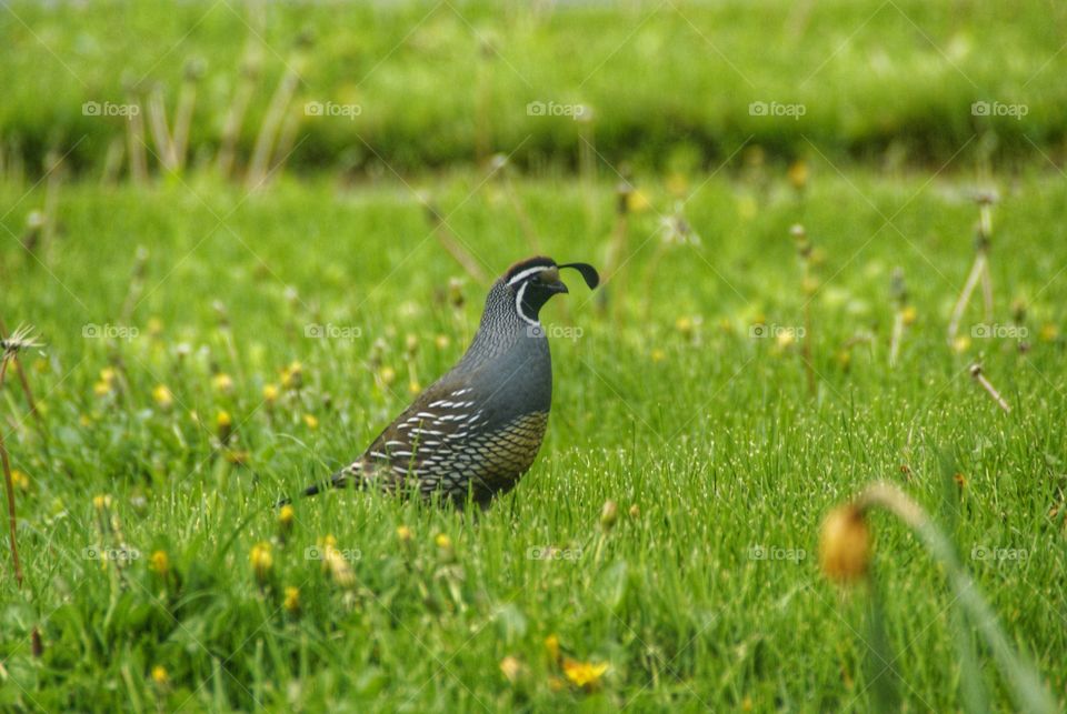 California quail