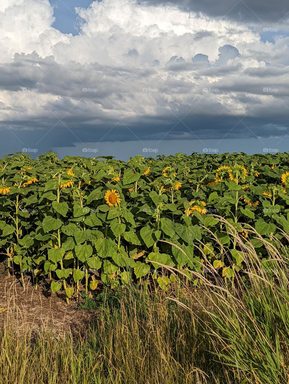 sunflower field in the country