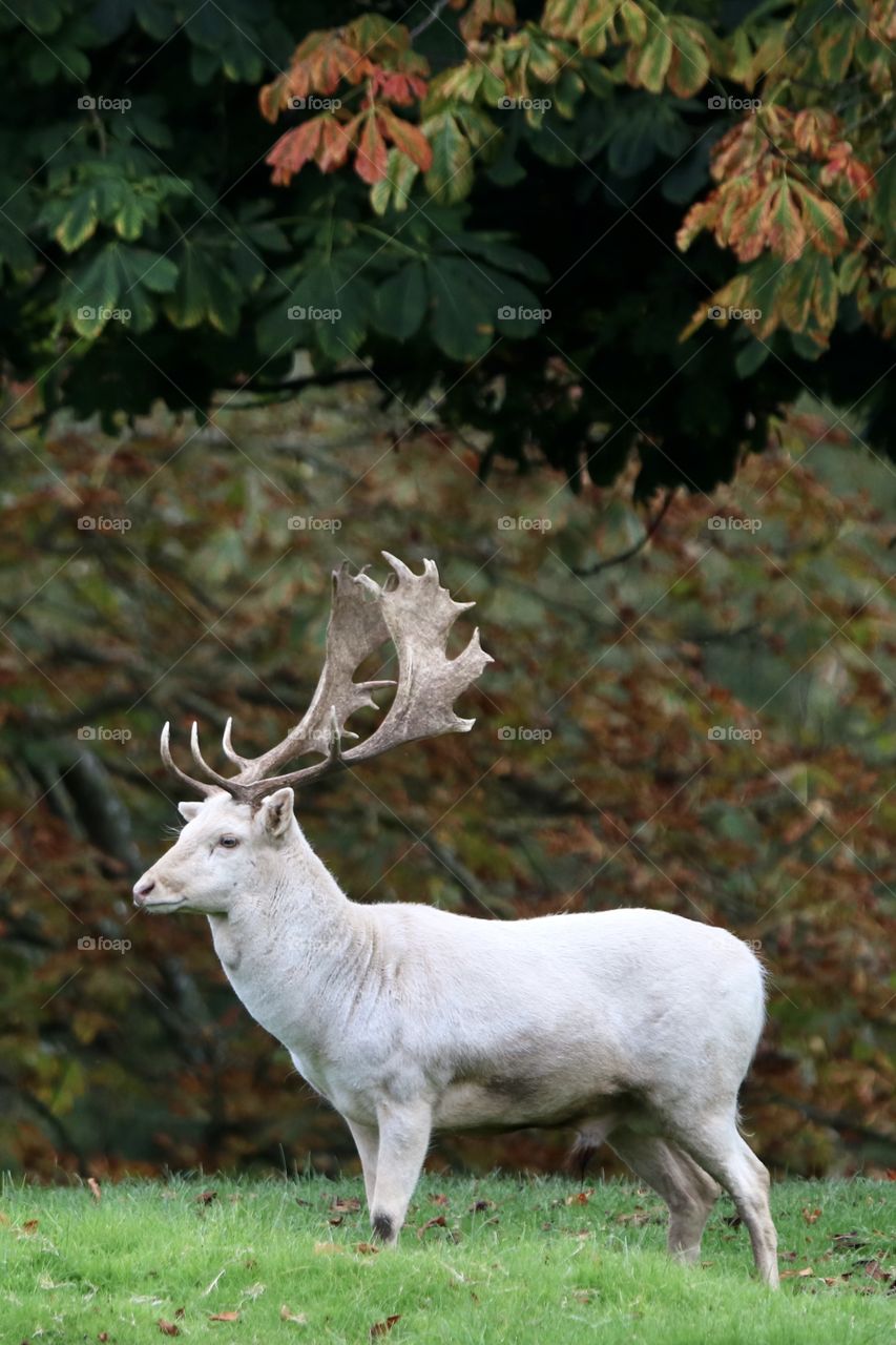 Fallow deer