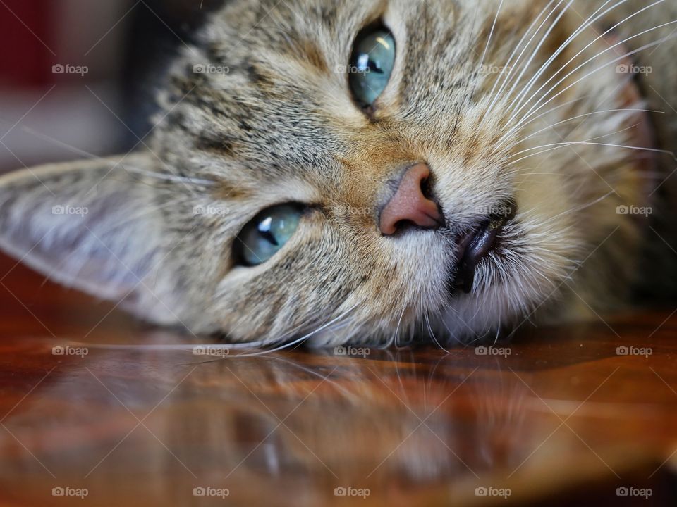 Tabby cat relaxing on table