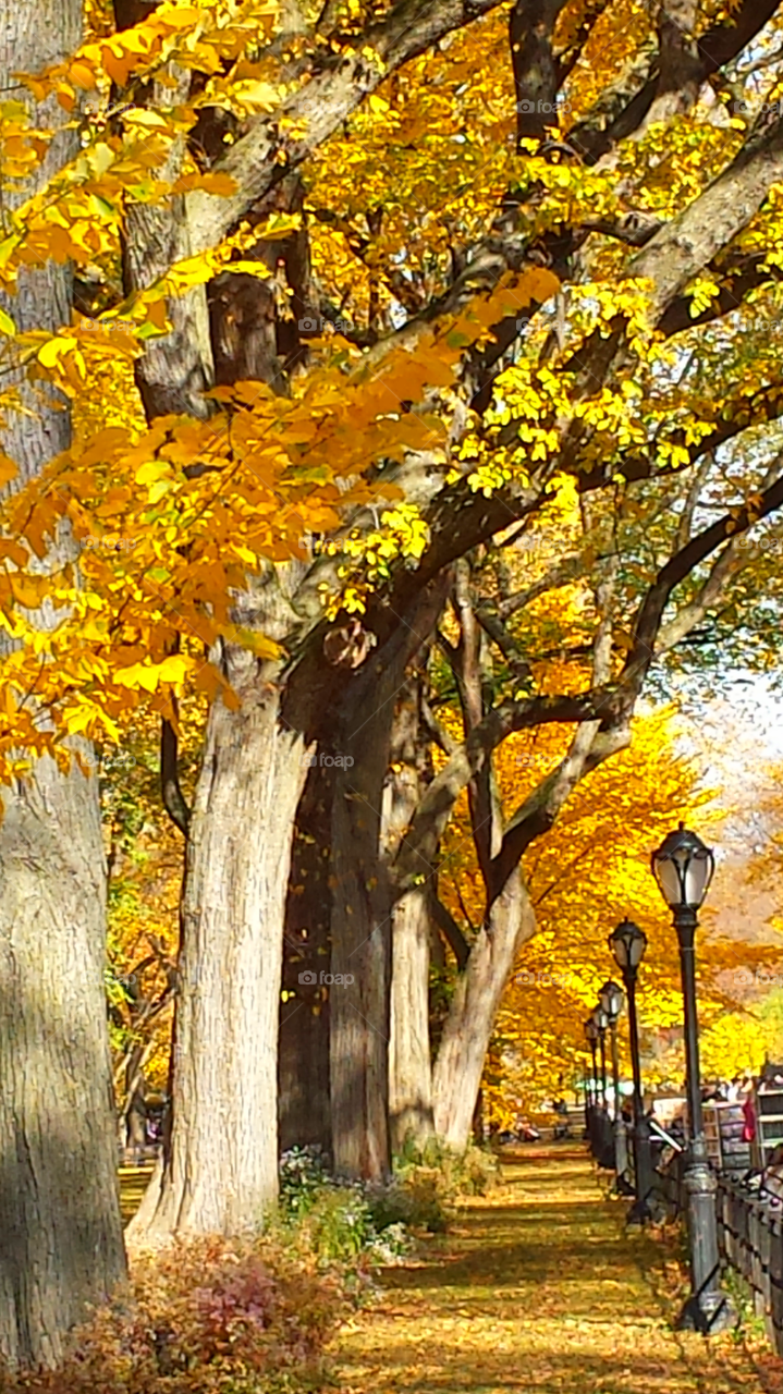 street lights and fall trees