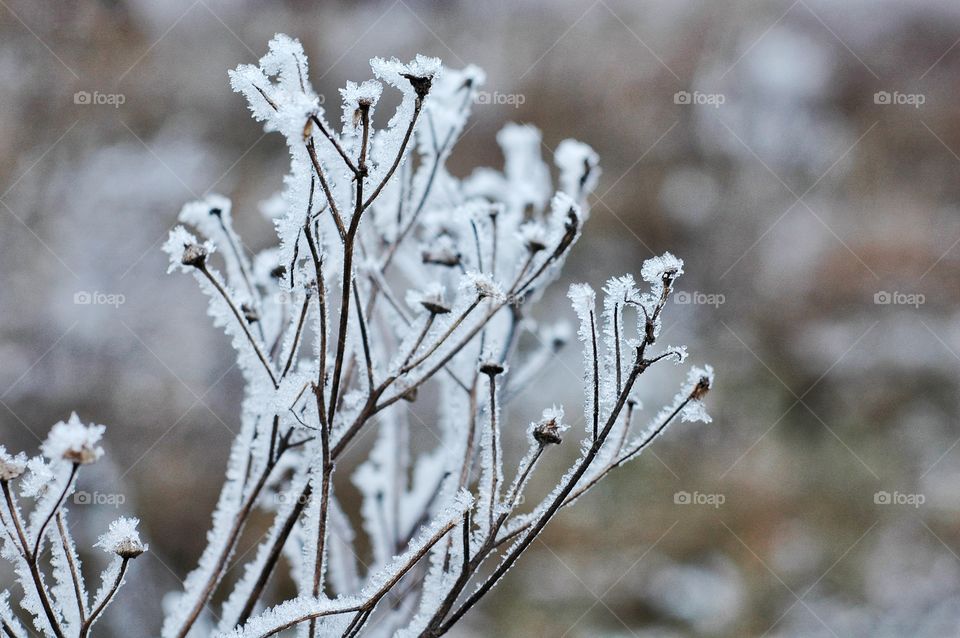 Blades of grass in snow