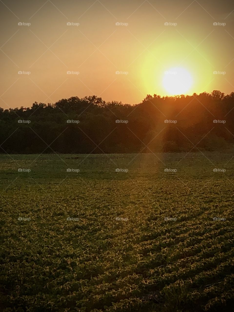 Sunset in the Country