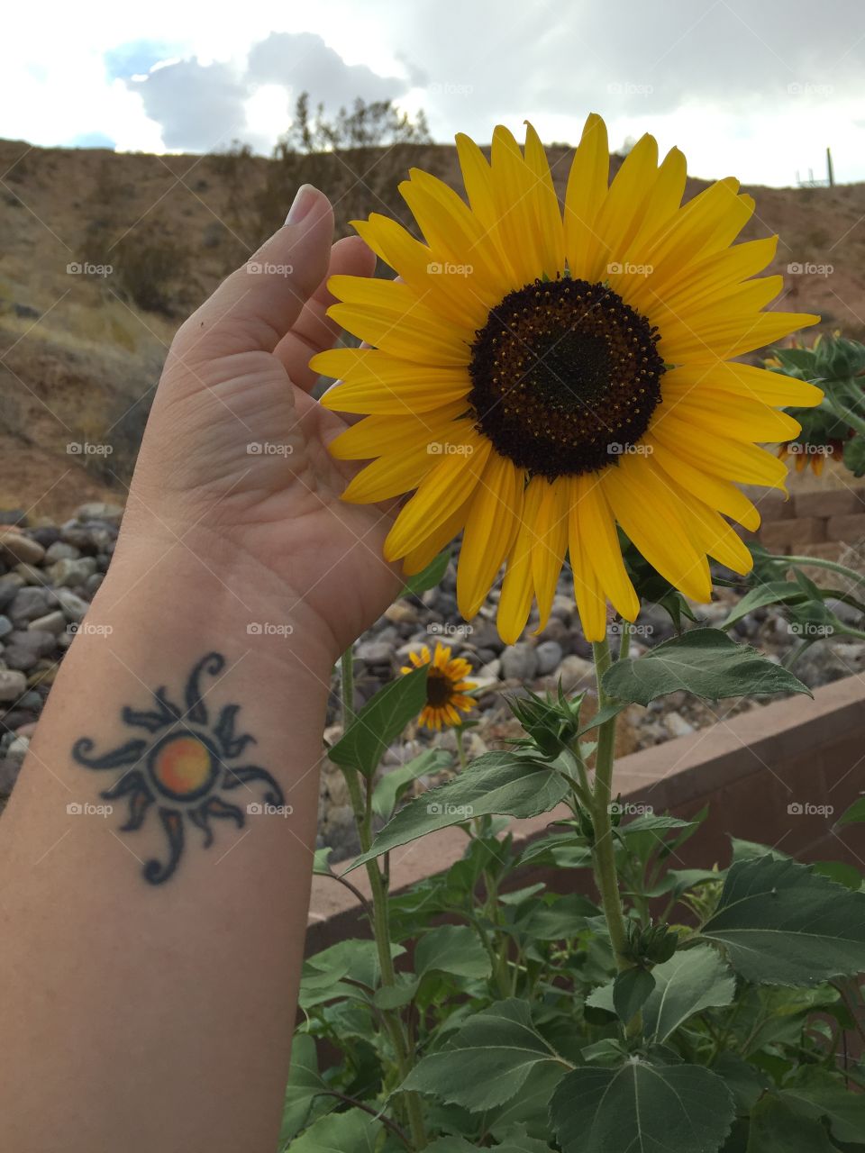 Sunshine and sunflowers.