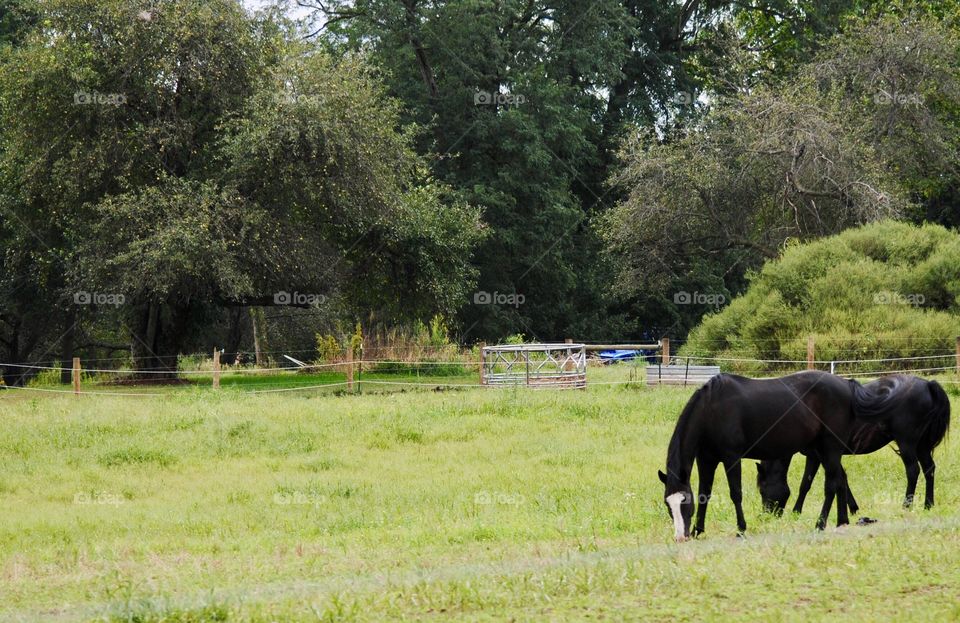 Horses Out to Pasture