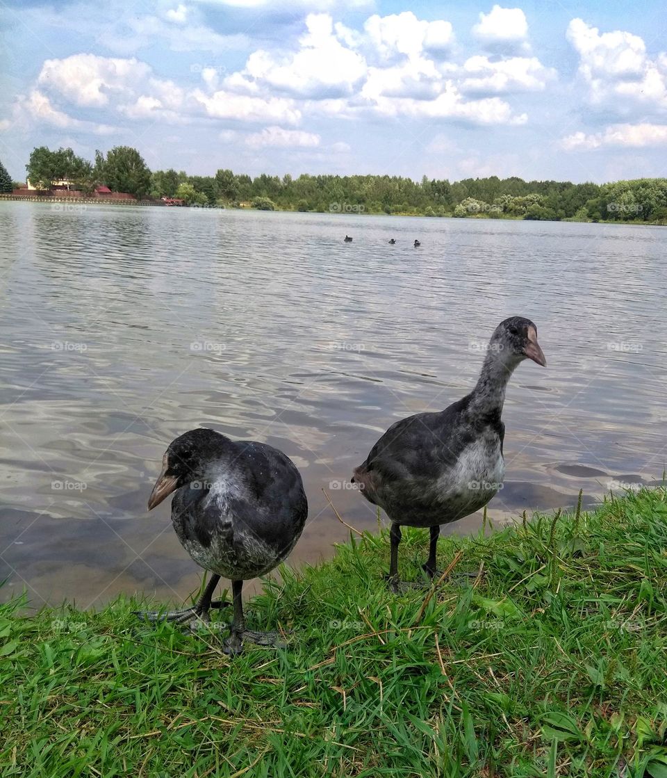 ducks birds beautiful portrait mobile photography