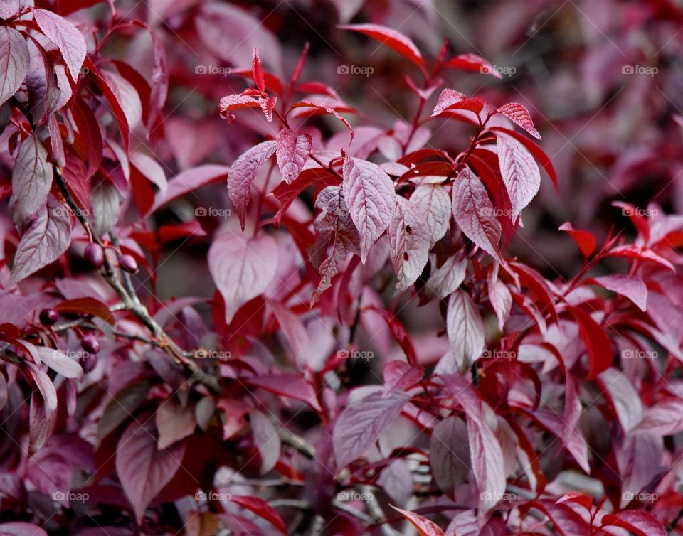 RED LEAVES