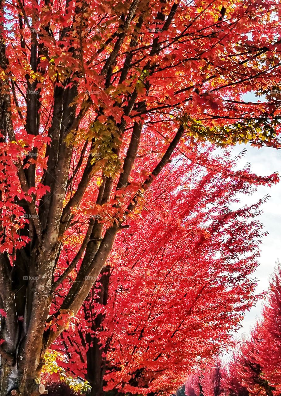 Beautiful maple trees with red leaves turning for fall season.