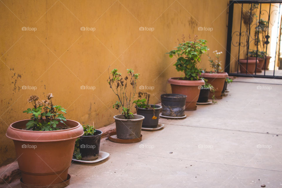 Potted plants in a row on walkway