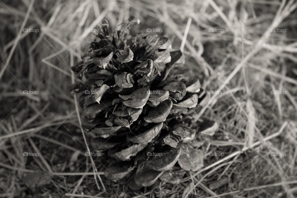 pine cone