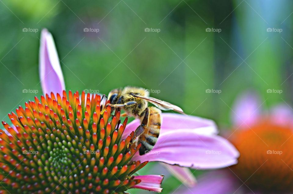 Bee on Coneflower