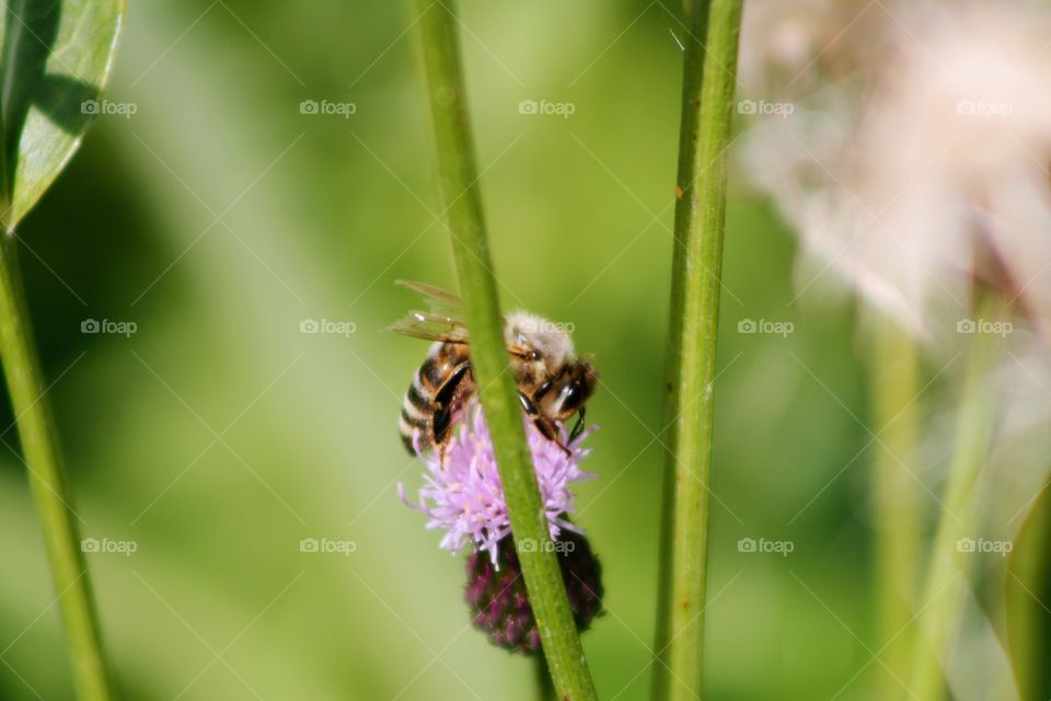 Pink flower