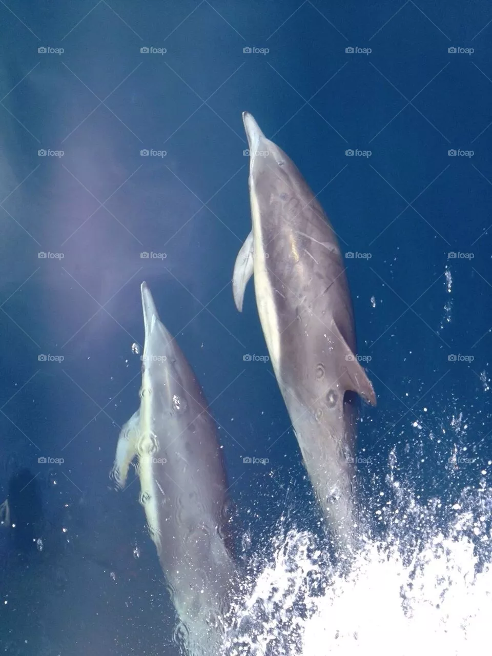 Dolphins 