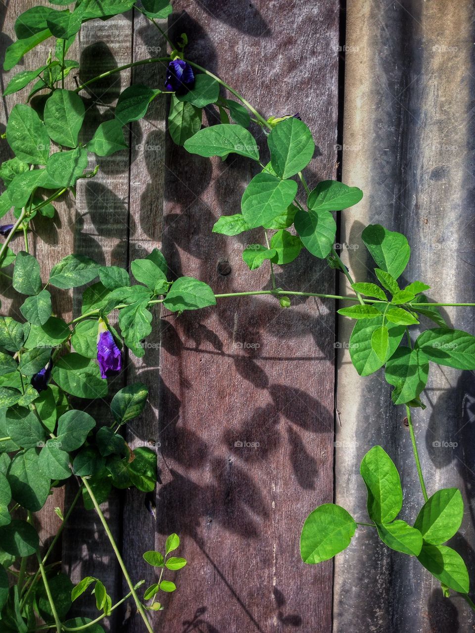 Wood plants