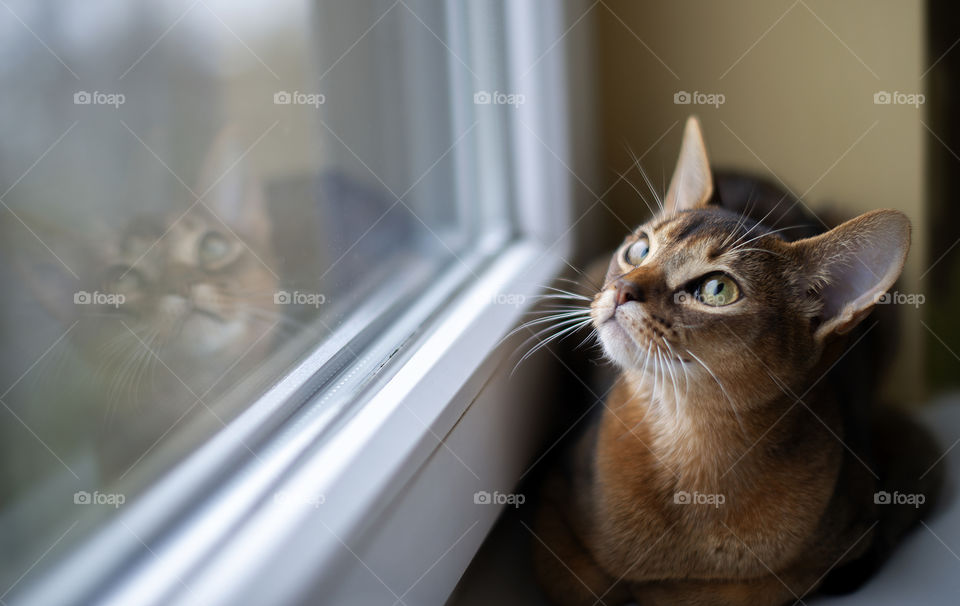 Abyssinian cat on windowsill