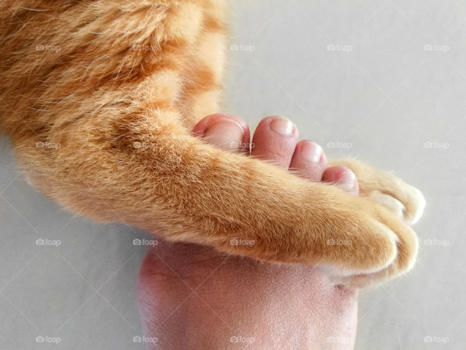 Cat paw holding human foot - Concept of love and friendship between human and animal.