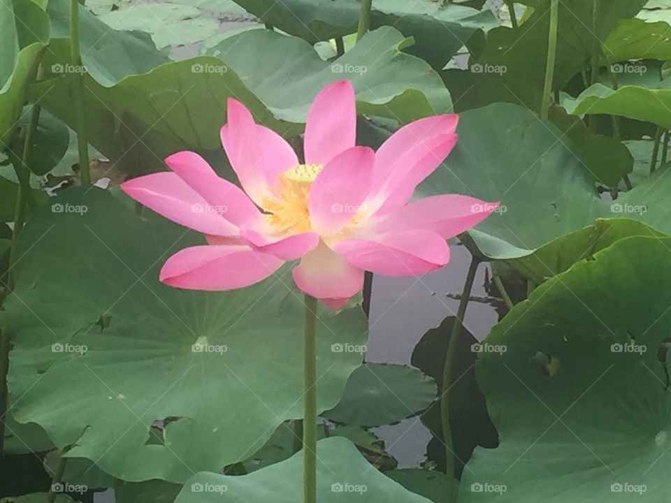Lotus