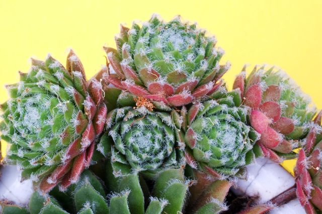 succulents