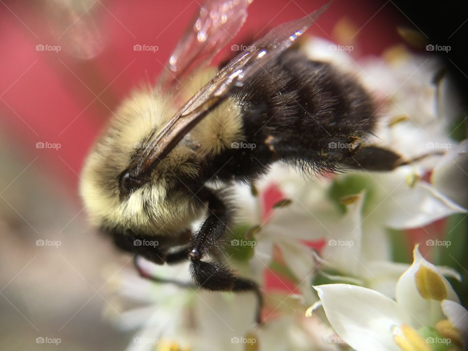 Bumblebee closeup