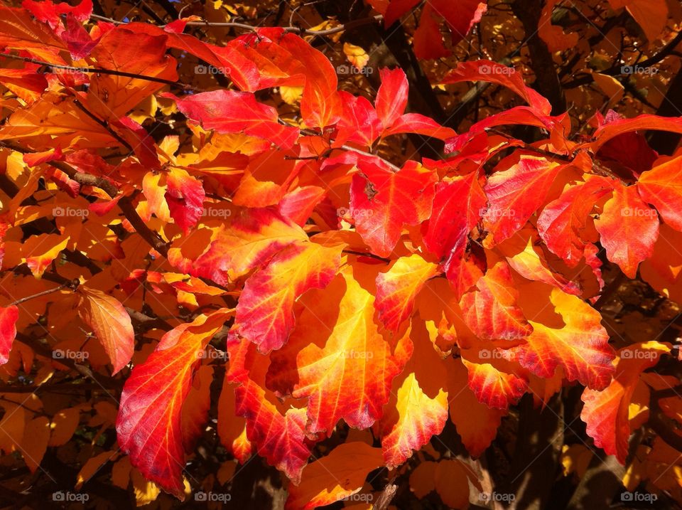 Autum leaves on branch