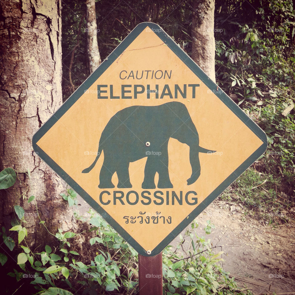 Caution elephant crossing