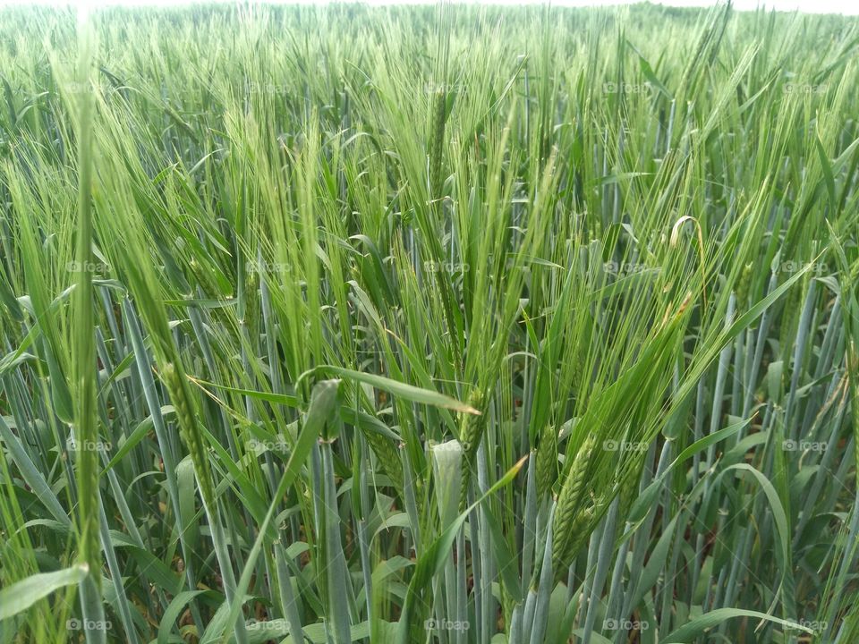 green agriculture field summer texture background