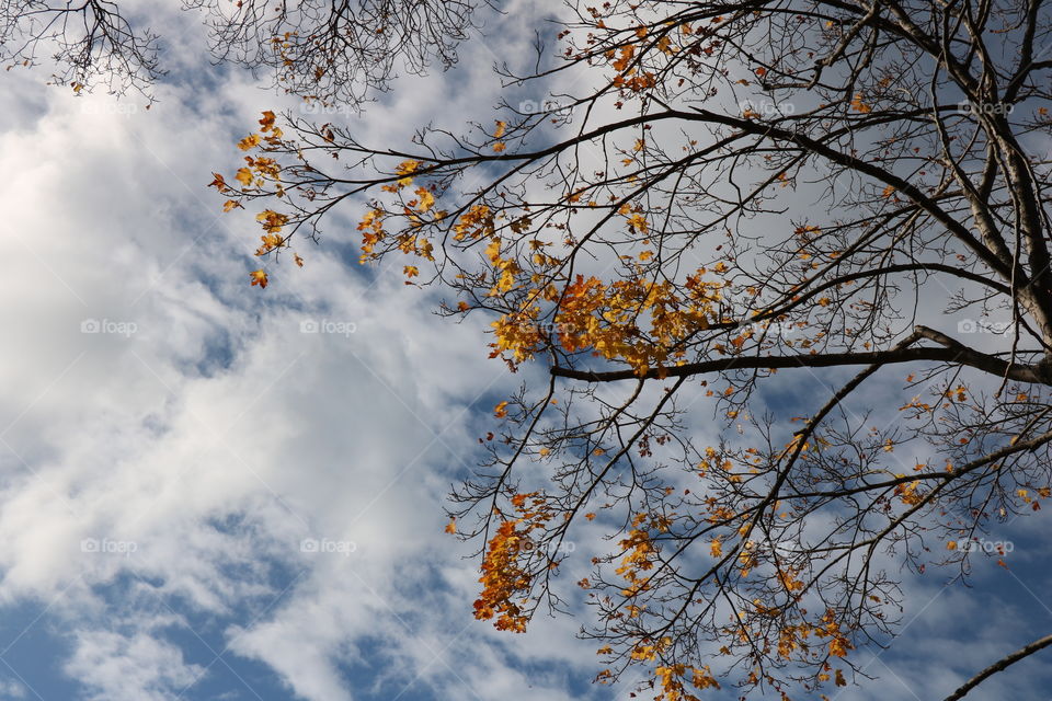 Autumn sky 