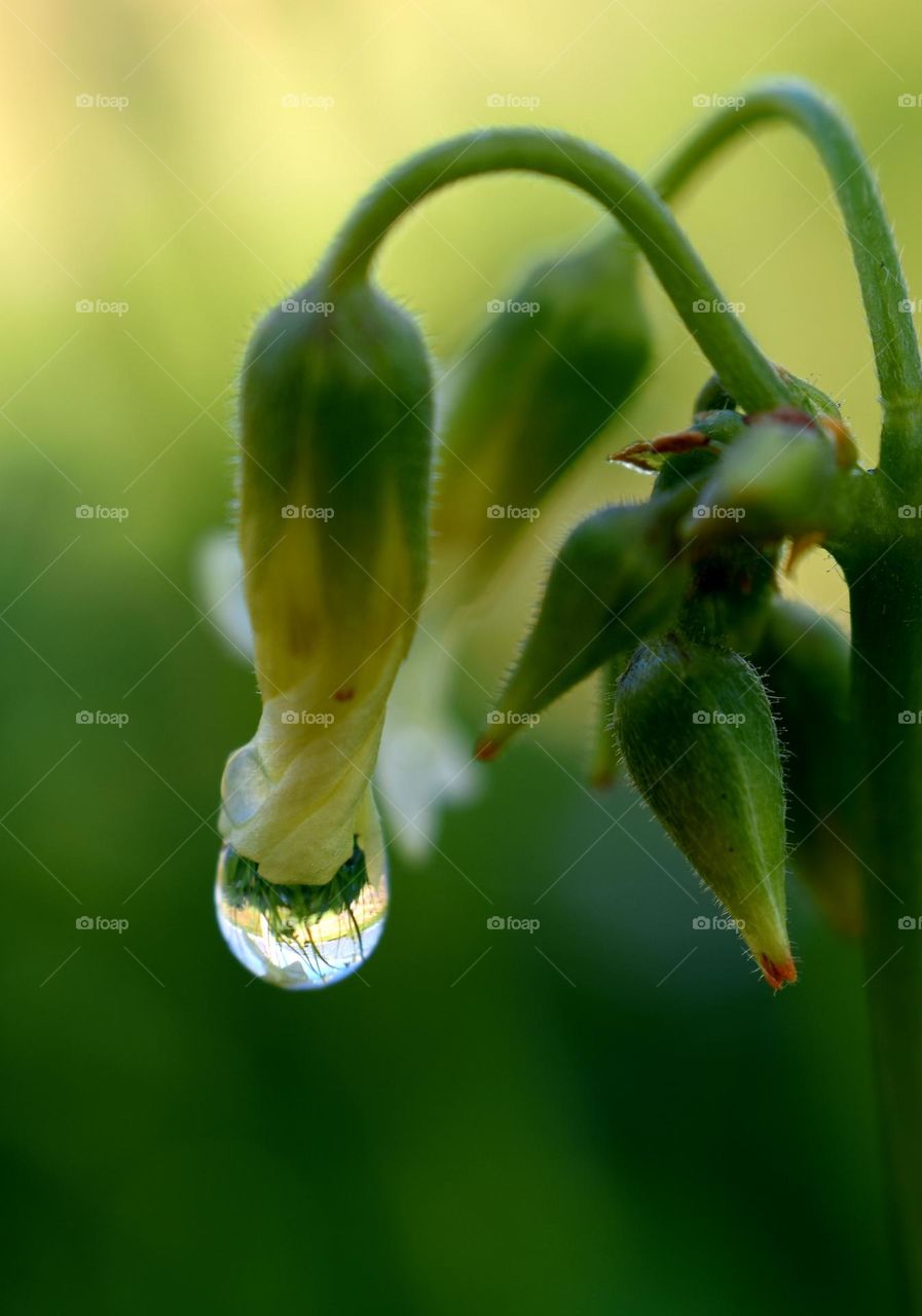 raindrop on a wild flower