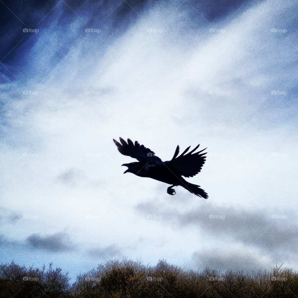 Crow