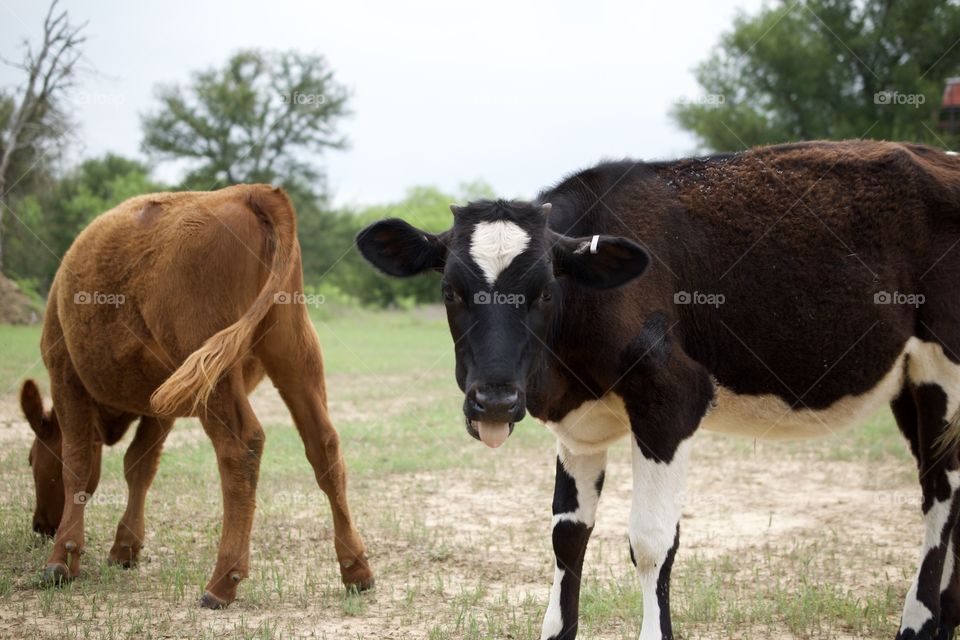 Cow sticking out her tongue 