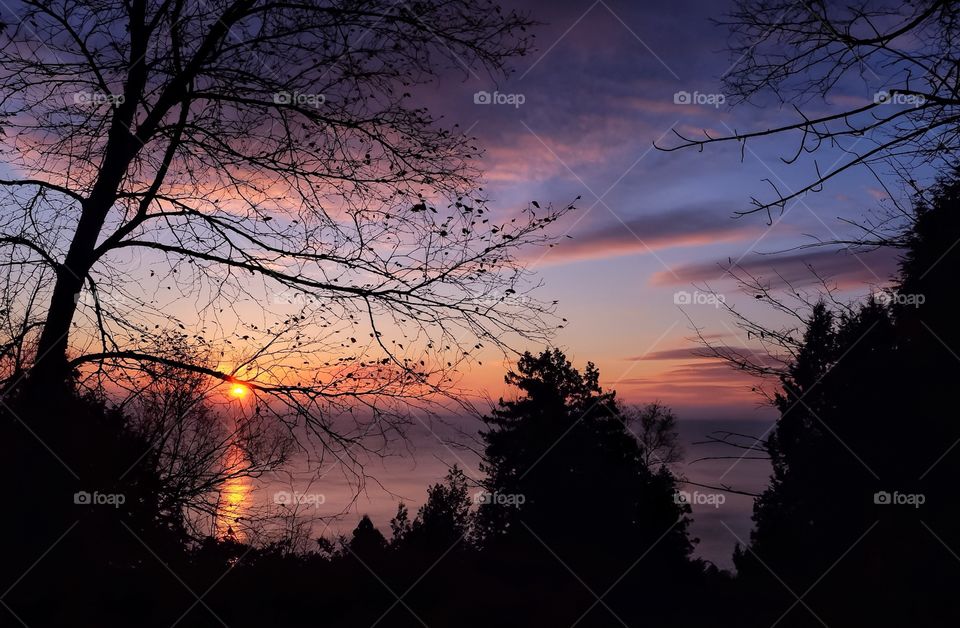 Silhouette of tree during sunset