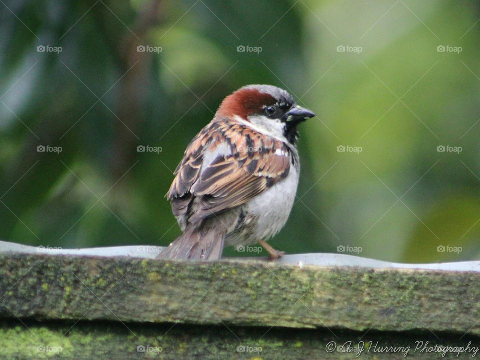 sparrow