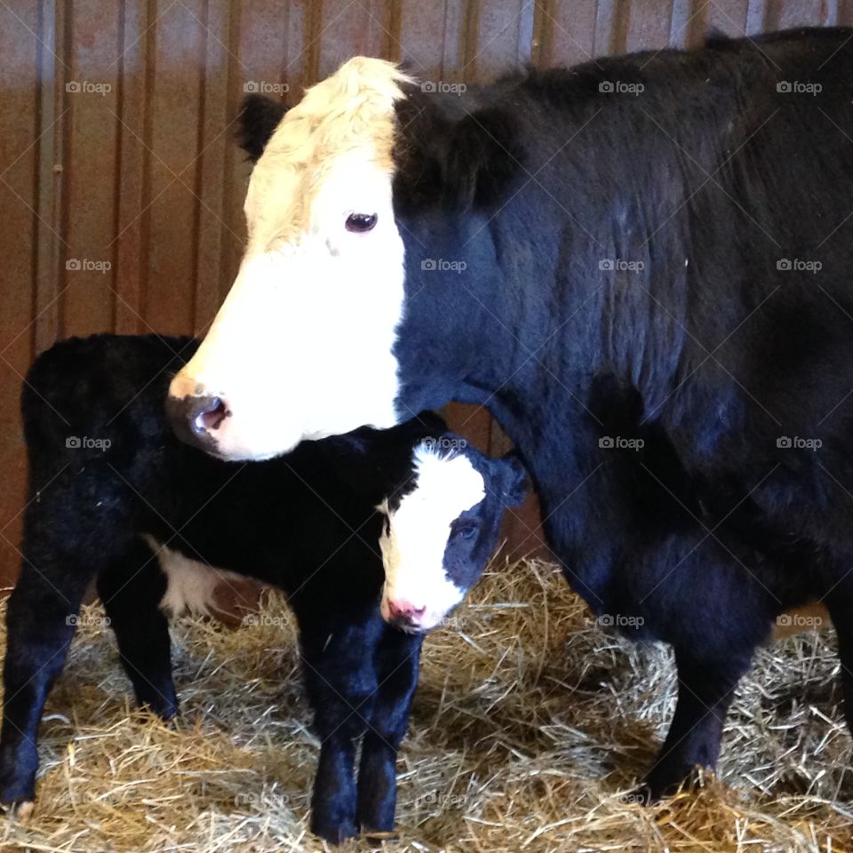 Mamma Cow and her calf