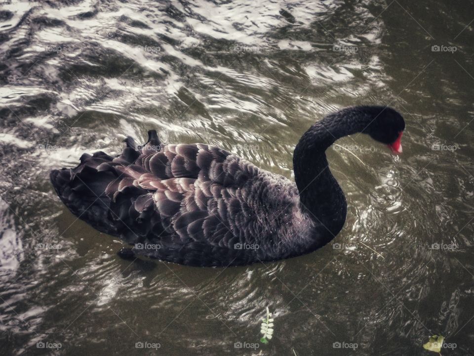 Swan wild nature outdoor outside street water waterful Flow glass view alone lonly Black