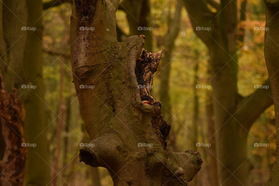 Tree trunk in forest during autumn