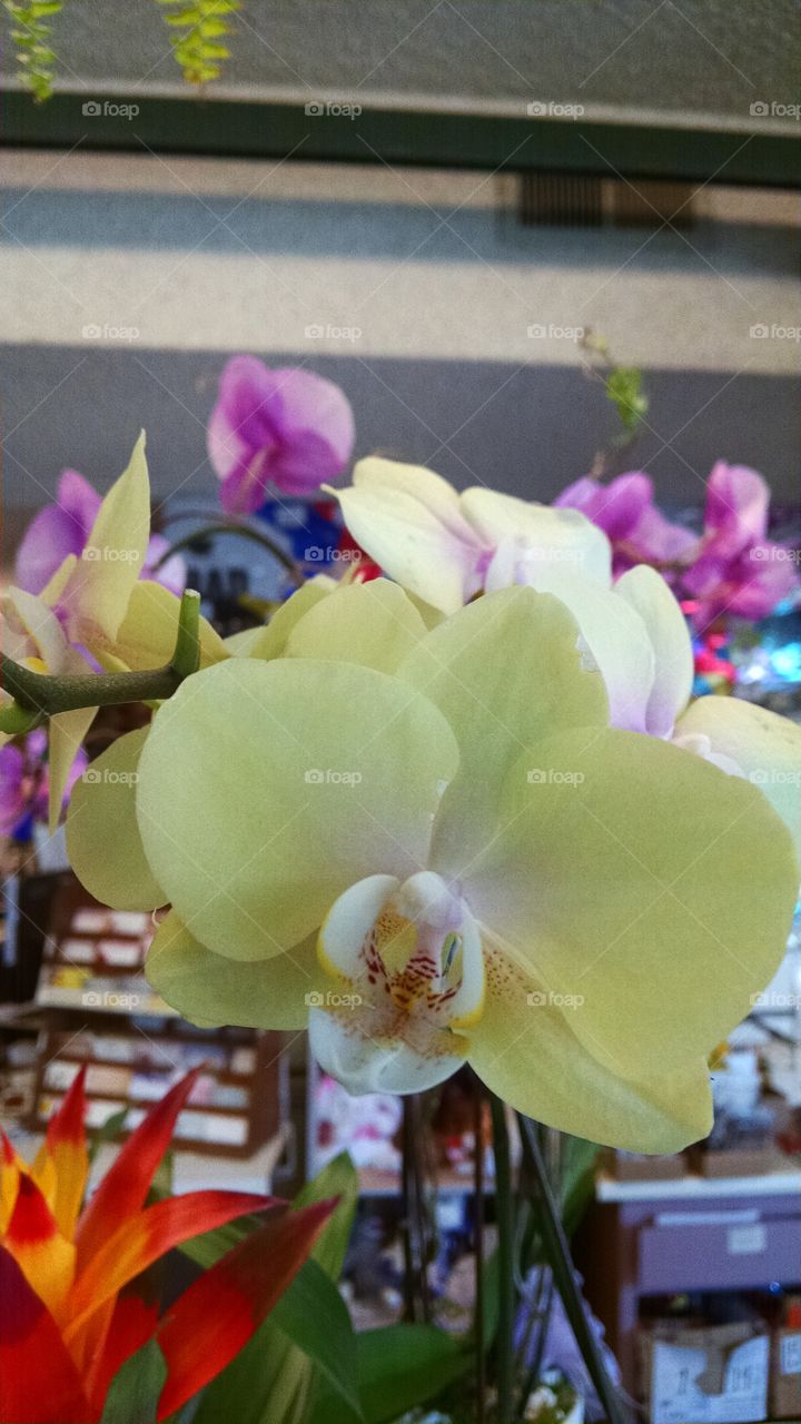 Flower, Tropical, Orchids, Flora, Petal