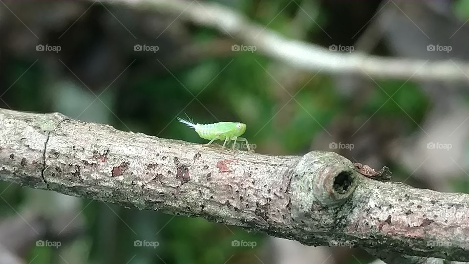 Wildlife, Closeup, Nature, Animal, Insect