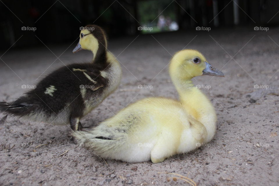 Duck chicks in the barn