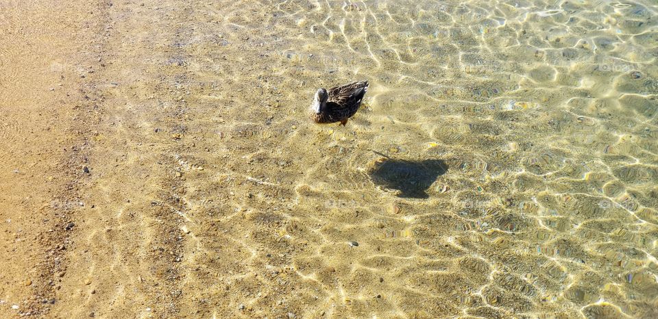 duck on a lake