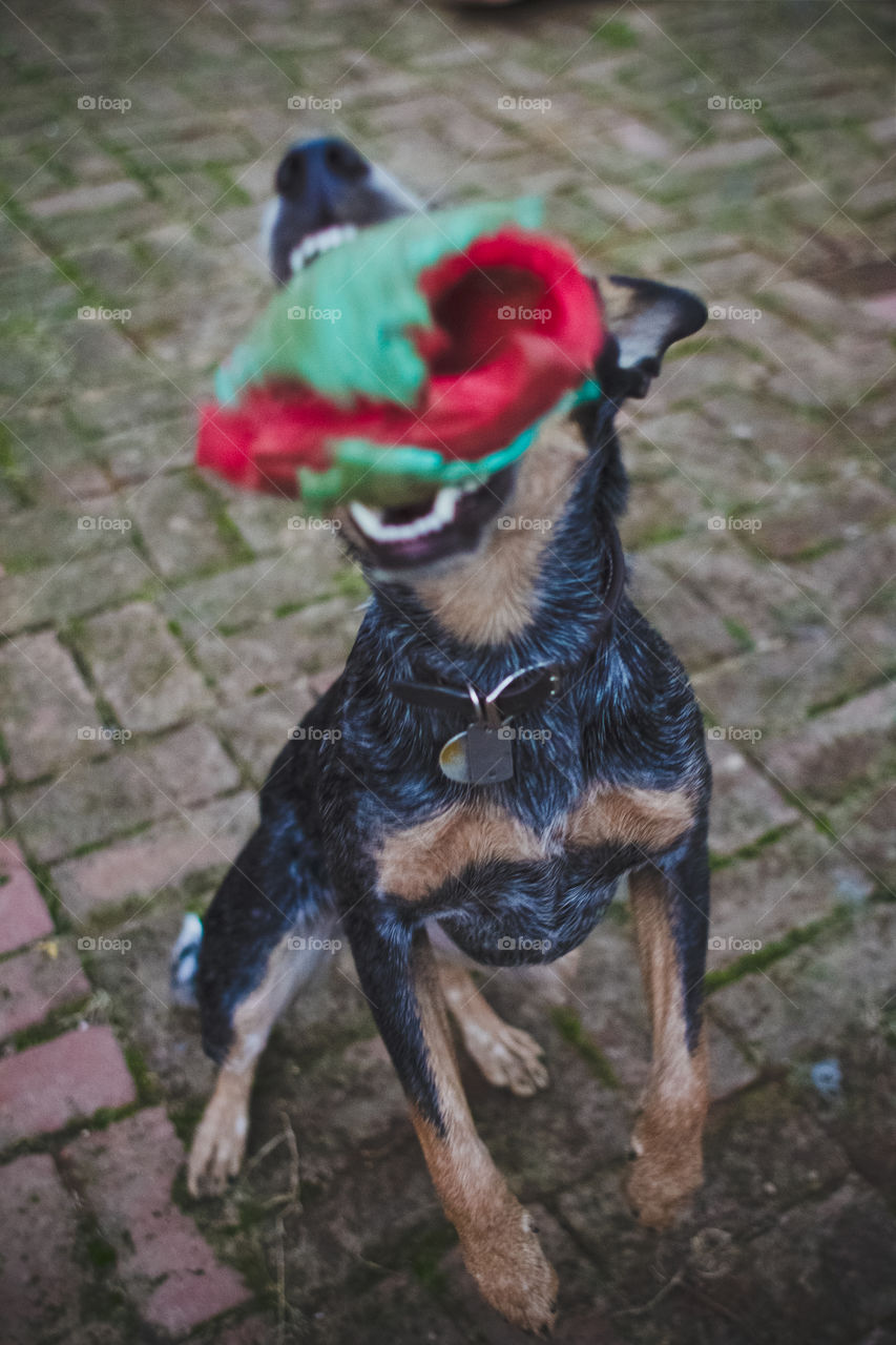 Dog, Mammal, Animal, No Person, Outdoors