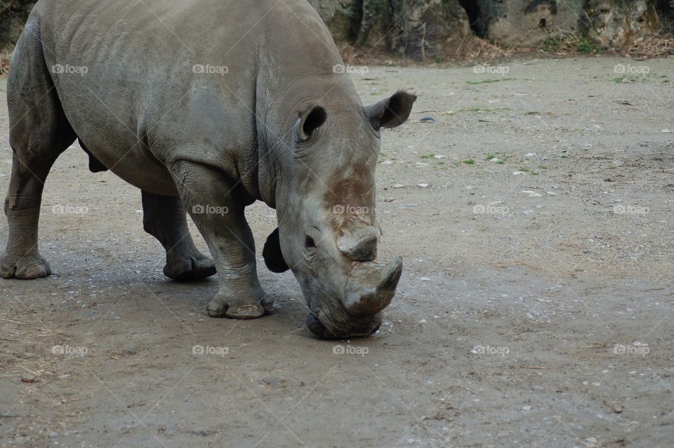 Rhinoceros . Rhino upclose 