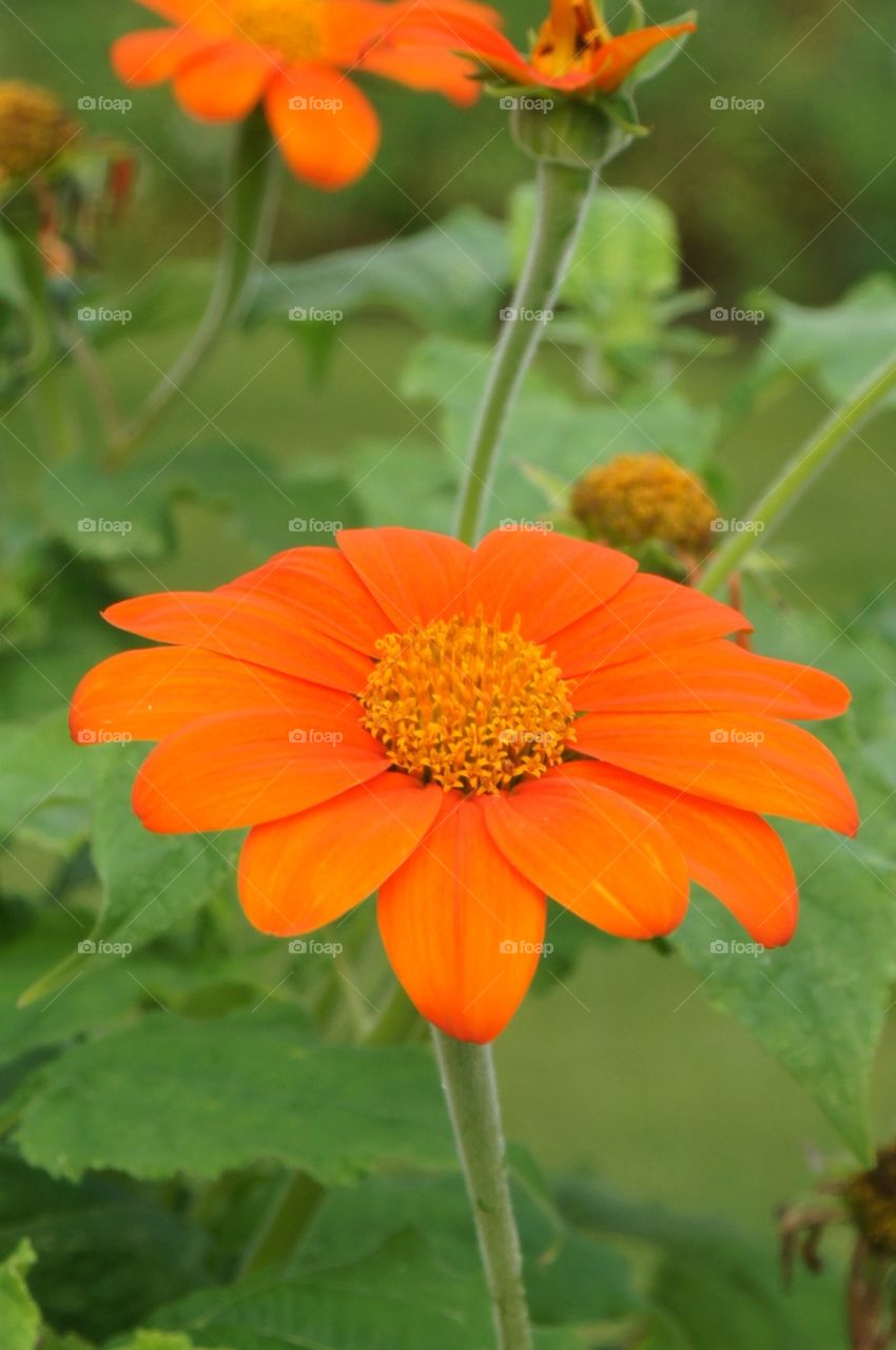 Orange flower