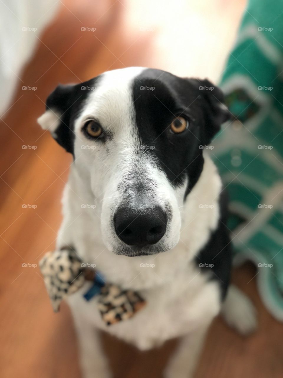 Border Collie - Smart Dog